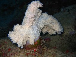 marsa_alam_200510 80